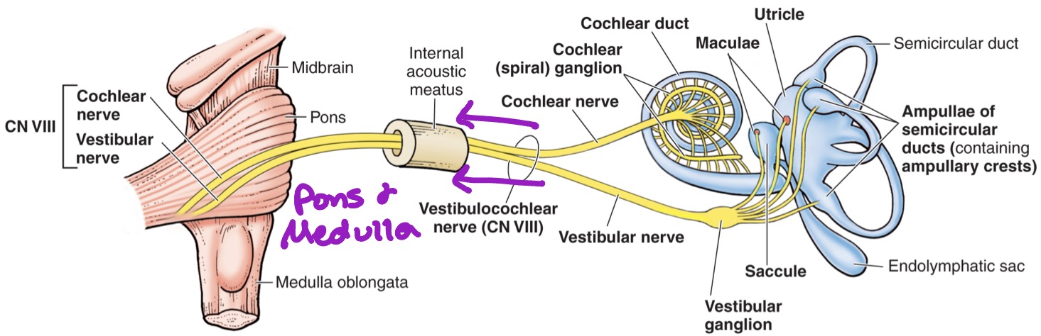 <ul><li><p>CN Vlll</p></li><li><p>Joins cochlear nerve from cochlea &amp; vesitbular nerve from vestibule</p></li><li><p>Goes through internal acoustic meatus to pons &amp; medulla</p></li></ul><p></p>