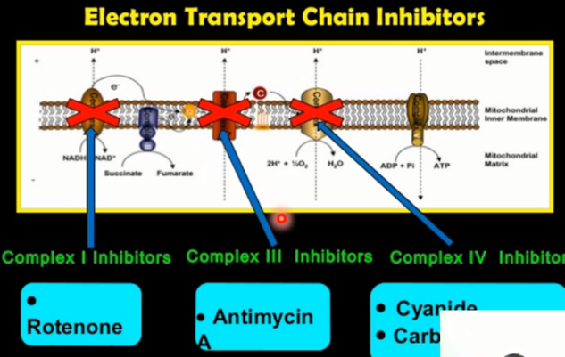 <p>CARBON MONOXIDE</p><p>Kung sa <strong>cytochrome</strong>, the same mechanism with the myoglobin. It</p><p>will _______________ at the same time, it will ___________ si carbon monoxide the same with cyanide.</p>