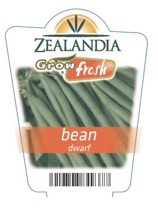 <p>Bean: Dwarf</p>