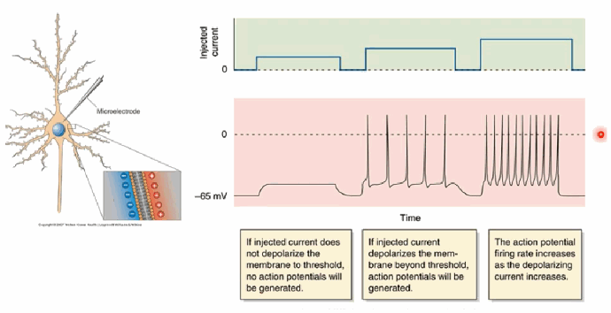 <p>Describe “Method 1” for experimentally manipulating neurons (single-electrode current injection), and what determines whether an action potential is generated.</p>
