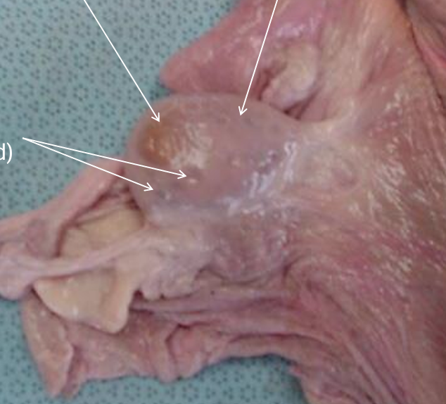 <p>Label the ovary, CL, and follicle </p>
