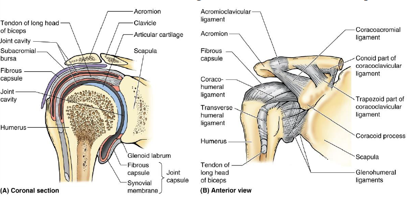 <p>Transverse humeral ligament</p>
