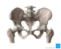 <p>made up of 3 parts (ilium, pubis, ischium) to form the acetabulum</p>