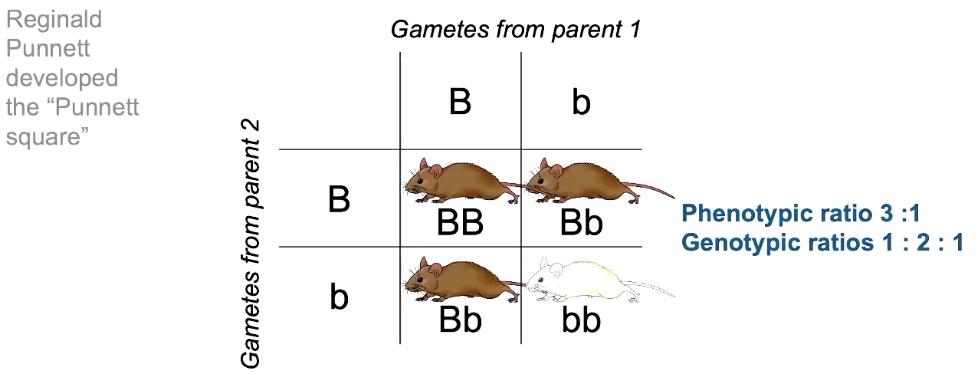 <p>The genotypic ratios and phenotypic ratios that we can get from punnet squares can be useful to predict successful genotypes from crosses</p>
