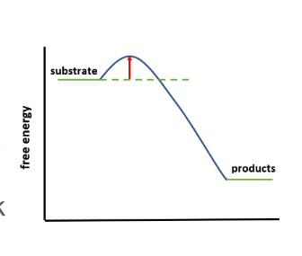 <p>difference between free energy of substrate and peak of curve</p>