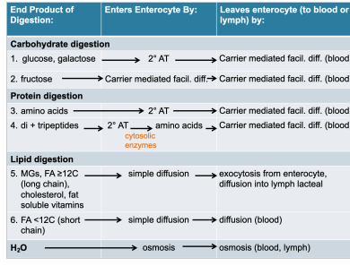 <ul><li><p>large surface area (folds, villi, microvilli)</p></li><li><p>nutrients are digested into molecules that are small enough to be absorbed</p></li></ul><p></p>