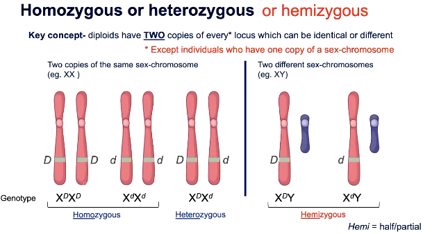 <p>men will always be hemizygous</p>