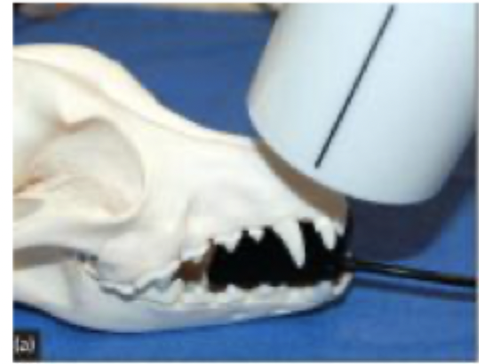 <p>70 degree rostral-caudal oblique in sternal recumbency</p>