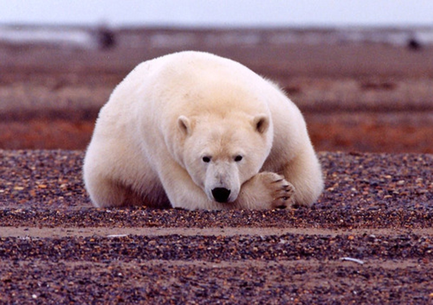 <p>an organism in immediate danger of extinction throughout all or a significant portion of its natural range</p>