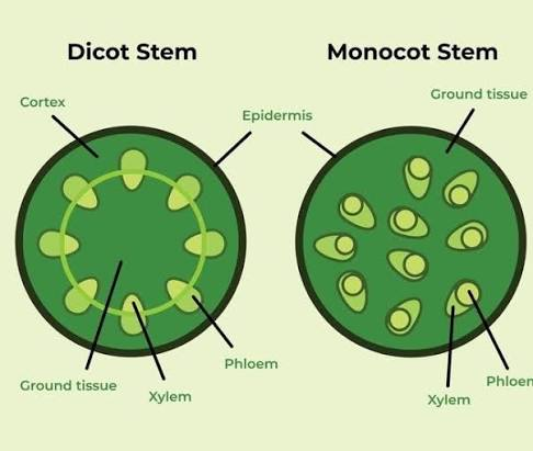 <p>monocot: Bundles of vascular tissue scattered in stem</p><p>eudicot: Bundles of vasculature arranged in a ring</p>