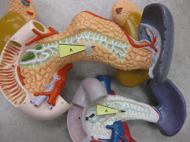 <p>Identify A?</p><p>Lab Image 7-11</p>