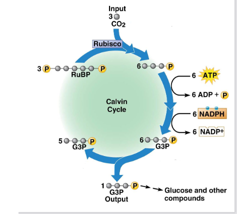 <p>For every 3 CO2 molecules fixed, one G3P molecule is released as a product</p><p></p>