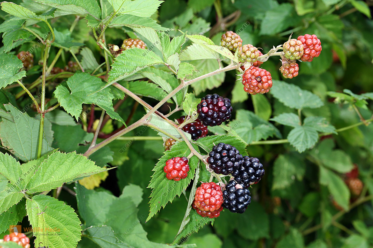 <ul><li><p>Wildfrucht, Sammelsteinfrucht</p></li><li><p>Insektenblüte</p></li><li><p>besiedelt Lichtungen und Waldränder</p></li><li><p>rankt stark</p></li><li><p>Vermehrung durch Ausläufer und Samen</p></li><li><p>Zweige bestachelt, rutenförmig, bis 3 m lang</p></li><li><p>bietet sichere Brutplätze</p></li><li><p>Futter</p></li><li><p>Volksmedizin: Halsbeschwerden, Gicht (Blüten, Blätter und Früchte)</p></li></ul><p></p>