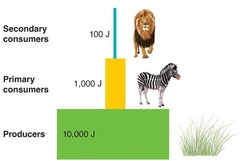 <p>The proportion of consumed energy that can be passed from one trophic level to another.</p>