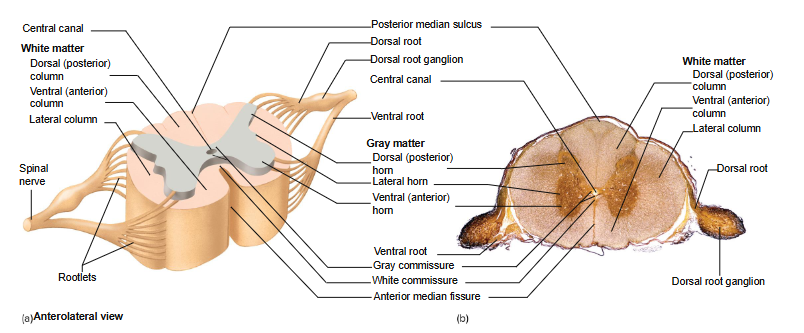 <p>fascicles</p>