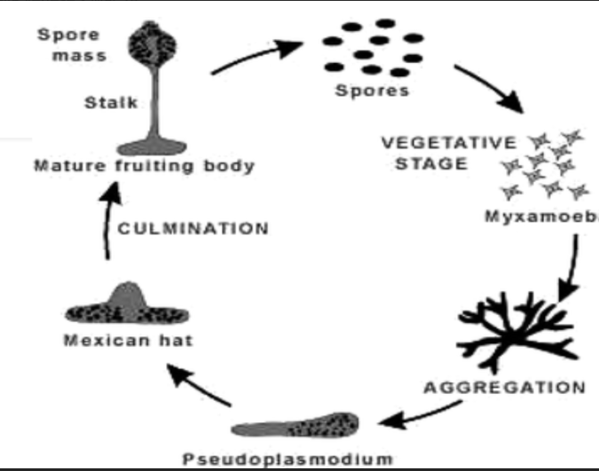 <ul><li><p>Single celled protists that have many nuclei.</p></li><li><p>During most of its life, an acellular slime mould is a plasmodium, a wall-less mass of cytoplasm with many nuclei that have divided over and over by mitosis.</p></li><li><p>This huge mass of cytoplasm streams very slowly over an object using an extended network of strands called pseudopodia.</p></li><li><p>If food runs out, the slime mould forms reproductive structures called fruiting bodies, which produce spores by meiosis.</p></li><li><p>The spores scatter and germinate into flagellated cells.</p></li><li><p>These cells fuse to produce diploid amoeboid cells</p></li></ul><p></p>
