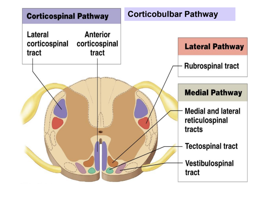 <p>lateral and anterior corticospinal tracts</p>