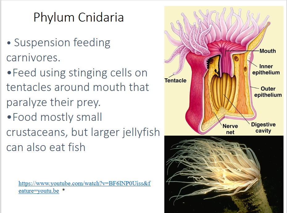 <p>-suspension feeding carnivores</p><p>-feed using stinging cells on tentacles around mouth that paralyze their prey → feed mostly on small crustaceans, but larger jellyfish can also eat fish</p><p>-alternation of life stages between pelagic planktonic medusae vs benthic polyps (some types suppress one or the other)</p><p>-both sexual and asexual reproduction</p>