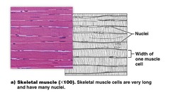 <p>Muscle cells shorten or contract, producing movement.</p>