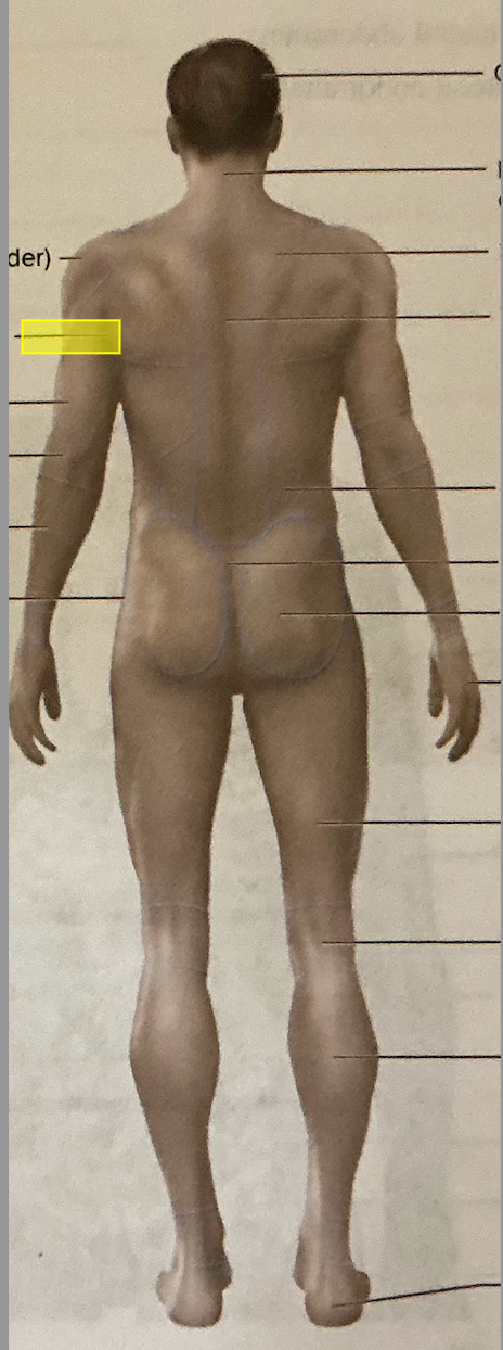 <p>identify the region of the body </p>