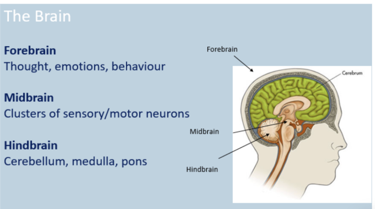 <ul><li><p class="Paragraph SCXW156729538 BCX8" style="text-align: left;"><span style="line-height: 22.0875px;">Cerebellum&nbsp;</span></p></li></ul><ul><li><p class="Paragraph SCXW156729538 BCX8" style="text-align: left;"><span style="line-height: 22.0875px;">Medulla&nbsp;</span></p></li></ul><ul><li><p class="Paragraph SCXW156729538 BCX8" style="text-align: left;"><span style="line-height: 22.0875px;">Pons&nbsp;</span></p></li></ul><p></p>
