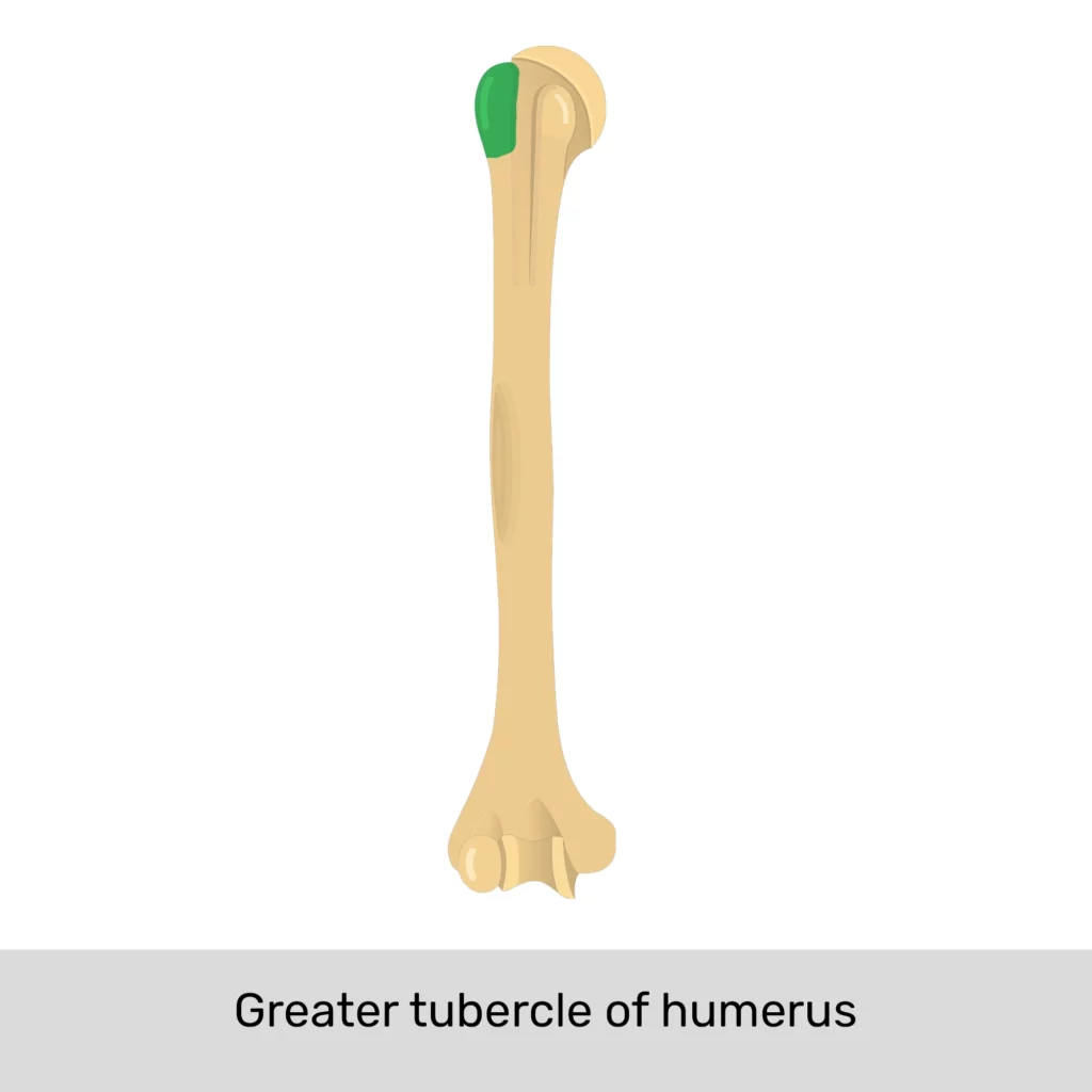 <p>tubercle</p>
