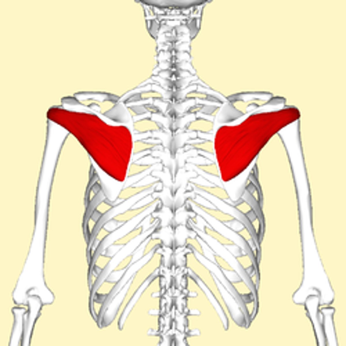 <p>Externally rotates the shoulder joint; helps pull arm back</p><p>Origin: infraspinous fossa of scapula</p><p>Insertion: greater tubercle of humerus</p>