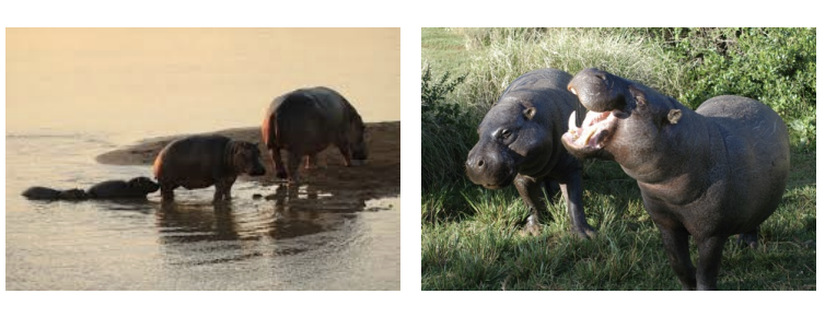 <ul><li><p>species that actively shape their physical environment in ways that create habitat for for other species</p></li><li><p>Hippos – feed on terrestrial vegetation and defecate in rivers, moving nutrients from terrestrial ecosystem into aquatic one</p></li><li><p>Beavers – build dams that create pond/lake habitats</p></li></ul><p></p>