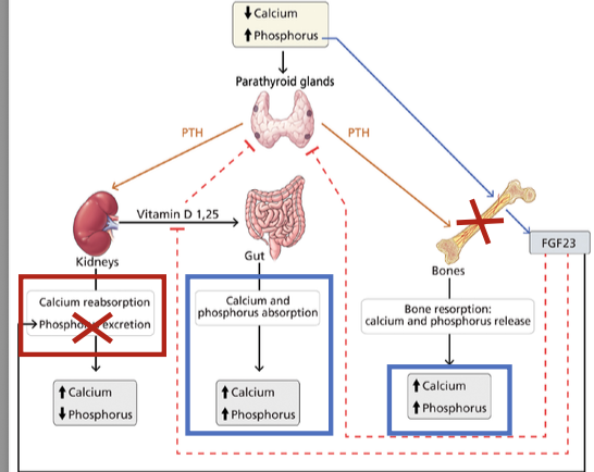 <p>increased activity, dyspnea, anorexia, n/v, insomnia</p><p></p>