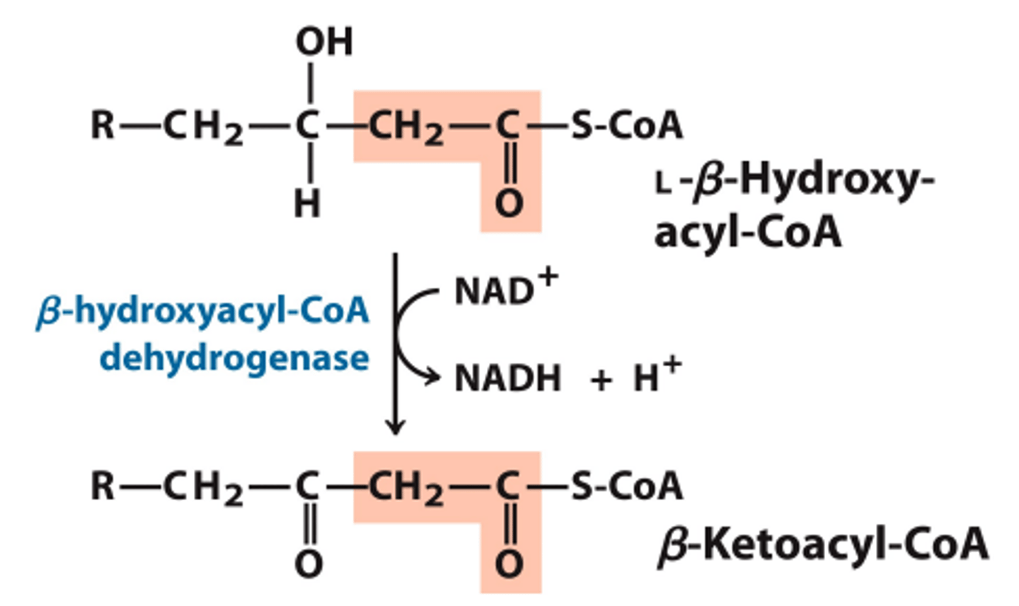 <p>_____Dehydrogenation (Oxidation)_____</p><p>L-β-hydroxyacyl-CoA gets converted to β-ketoacyl-CoA, producing one molecule of NADH.</p><p>^in L-β-hydroxyacyl-CoA, there is an OH group on the β-carbon, and a saturated α-carbon. In this step, two H's are removed from the β-carbon (hence "dehydrogenation"). As a result, the β-carbon is left as a ketone group, instead of w/ a hydroxyl group. The 2 H's are used to make NADH + H+.</p>