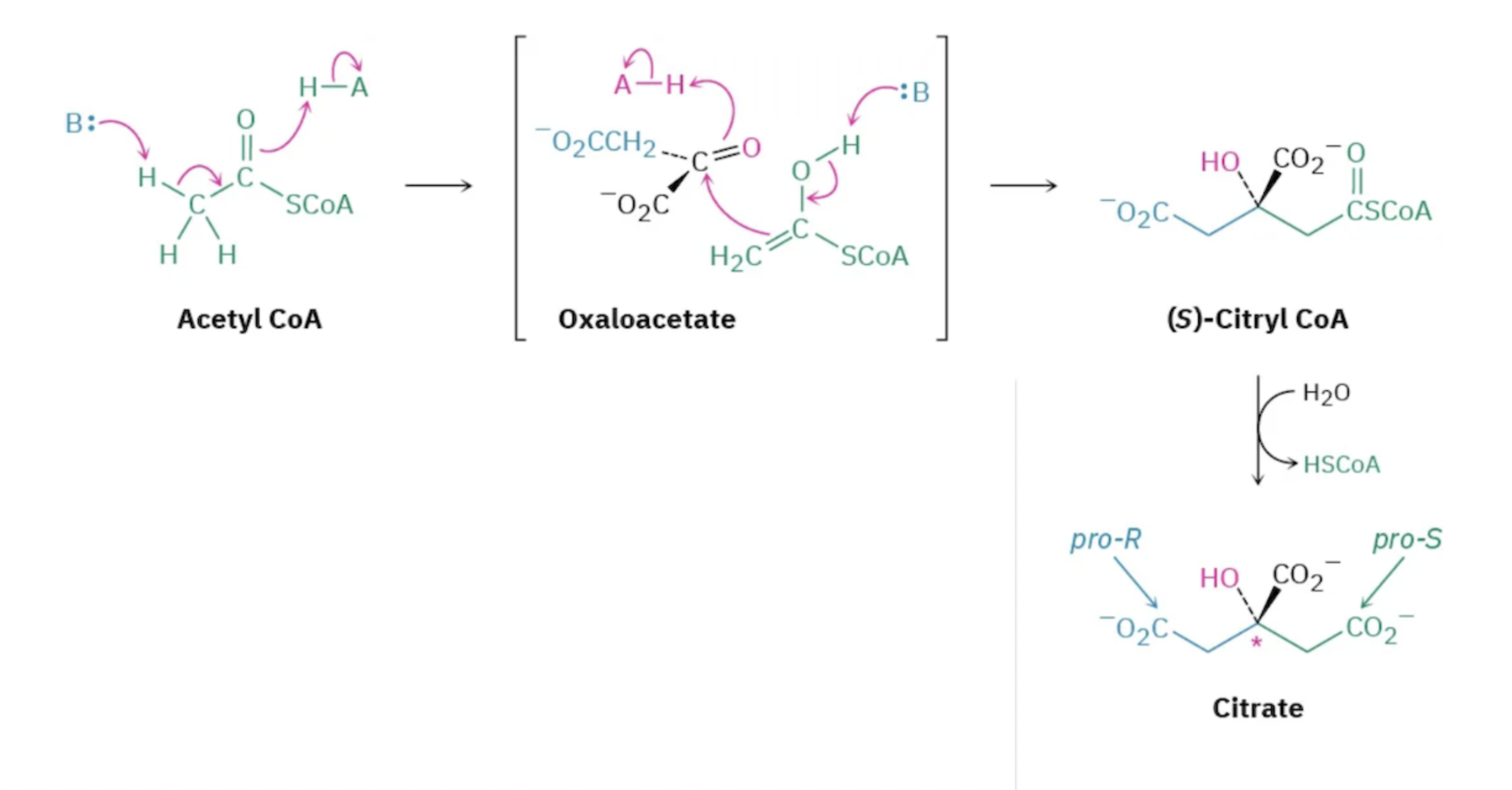 <p>Step 1: Addition to Oxaloacetate – Formation of Citrate</p>
