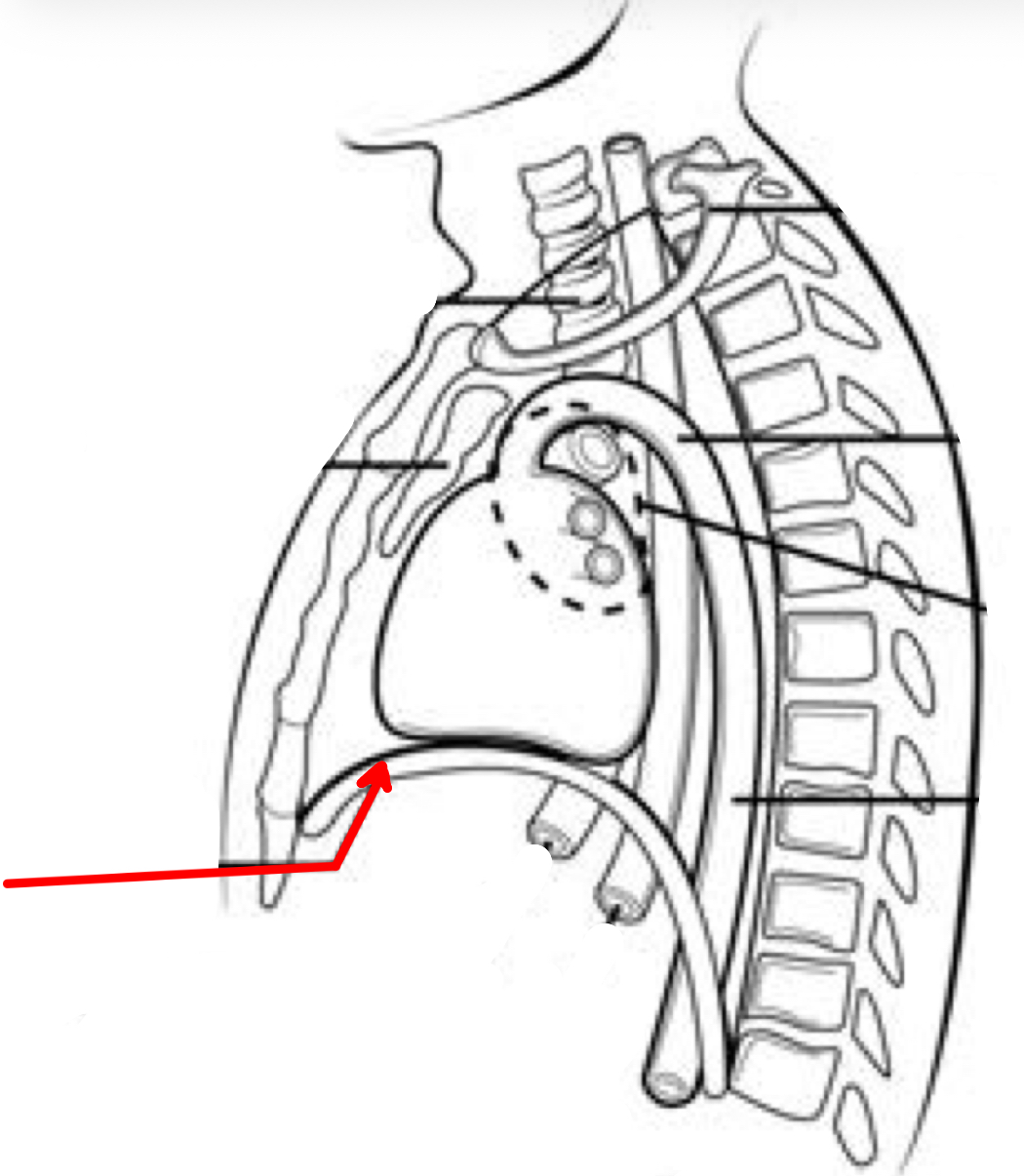 <p>Identify the organ the red arrow it pointing to.</p>