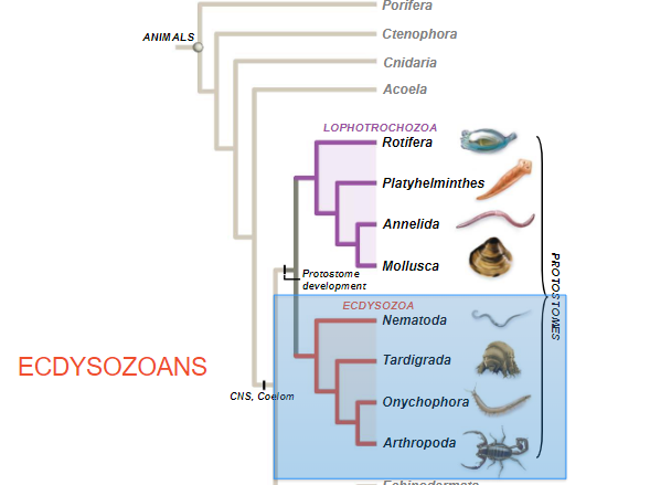 <p>Ecdysozonas</p>