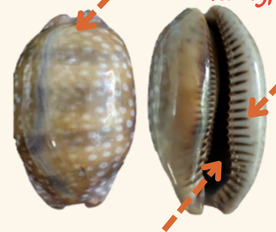 <p><strong>FILO<br>CLASE</strong><br><strong>SUBCLASE</strong><br><strong>ORDEN</strong><br><strong>FAMILIA</strong><br><strong>GÉNERO</strong><br><strong>NOMBRE COMÚN<br>CARACTERÍSTICAS</strong><br><strong>RÁDULA<br>ALIMENTACIÓN <br>HÁBITAT</strong></p>