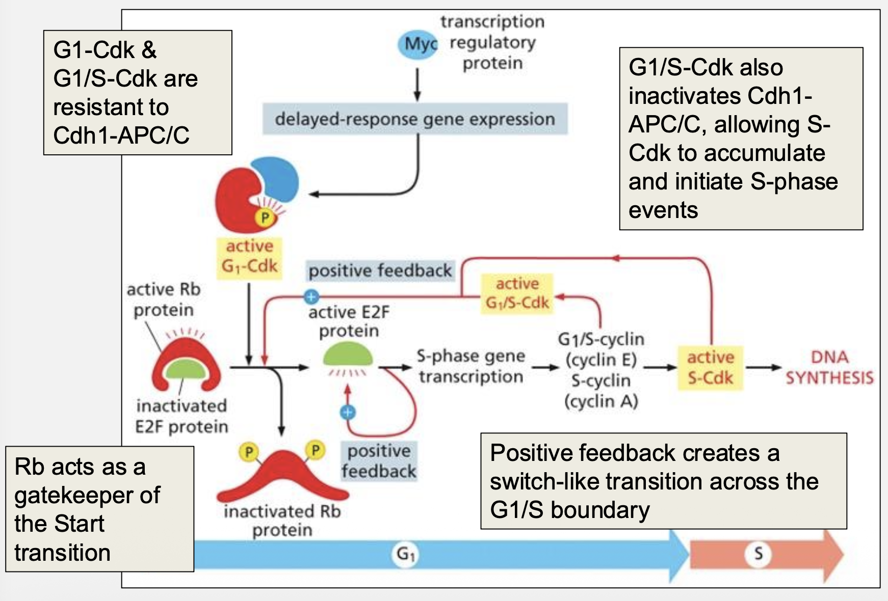 <p>G1/S‑Cdk inhibits Cdh1‑APC/C, allowing S‑Cdk accumulation</p>