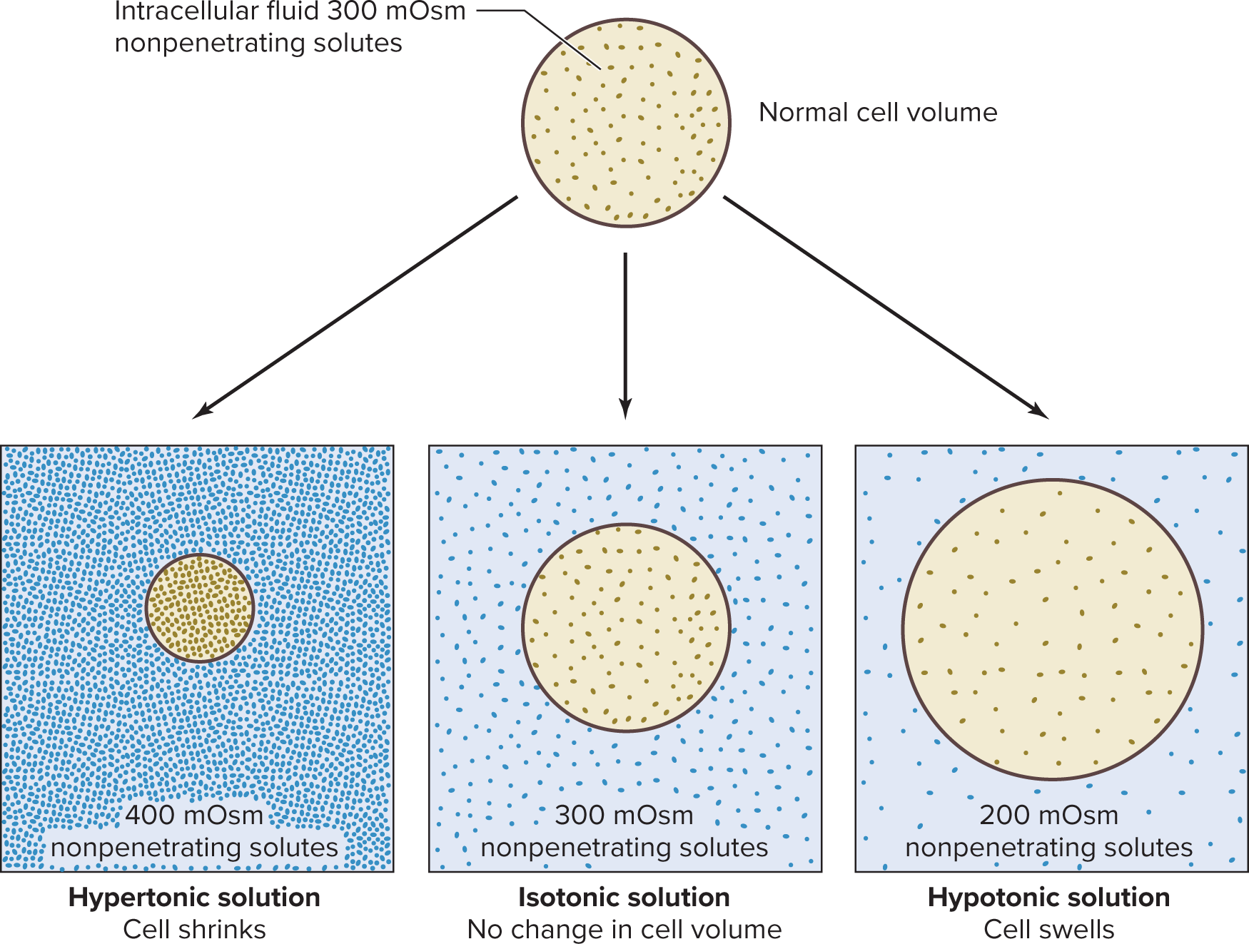 <p><span>Containing the same number of effectively nonpenetrating solute particles as normal extracellular fluid</span></p>