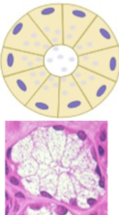 <p>- more thick, viscous secretion</p><p>- show clear cytoplasm because it mostly contains mucopolysaccharides which do not retain common dyes (lightly stained)</p><p>- mucigen droplets</p><p>- secretory endpieces composed of these have tubular configuration</p><p>- in cross section, tubules appear round with these cells surrounding a large, central lumen</p><p>- nucleus is flat and peripheral</p><p>- protect and lubricate</p><p>- most prominent feature is the accumulation in the apical cytoplasm of large amounts of secretory product which compresses the nucleus and ER against the basal cell membrane</p><p>- large Golgi complex basal to mass of secretory granules</p><p>- ER and other organelles limited mainly to basal cytoplasm of cell</p><p>- mostly sublingual gland</p>