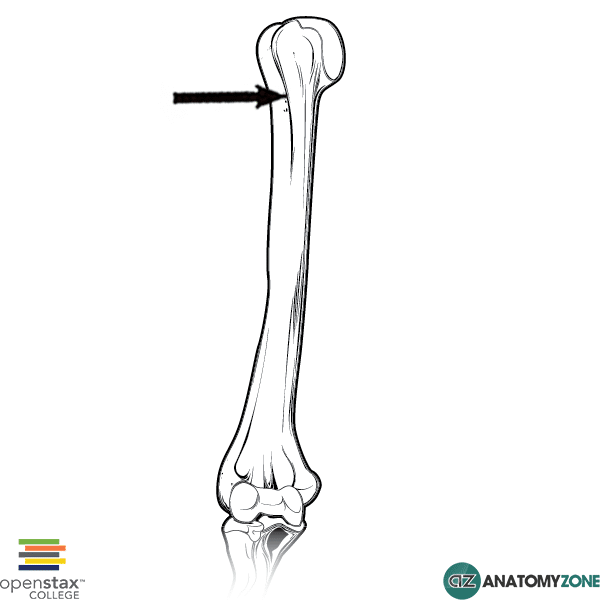 <p>Intertubercular Sulcus</p>