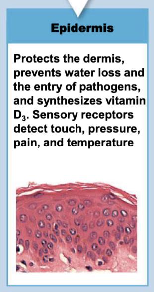 <p>-protects the dermis, </p><p>-prevents water loss and the entry of pathogens</p><p>-Sensory receptors</p><p>-detect touch, pressure,</p><p>-pain, and temperature</p>