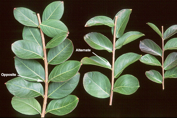 <p>Multi-stemmed deciduous shrub or small tree with a rounded to vase-shaped crown. Smooth, thin, mottled bark exfoliating in patches to reveal shades of cream, tan, cinnamon, and gray beneath; highly ornamental in winter. </p>