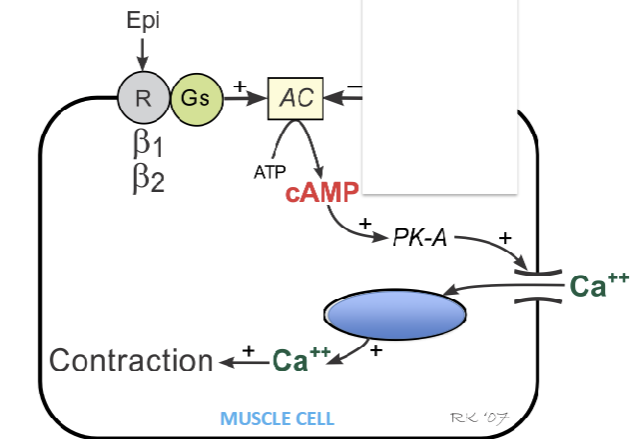 <p>Promotes calcium release within muscle cells </p>