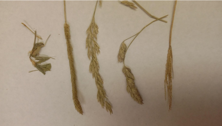 <p>What are these seedheads from left to right</p>