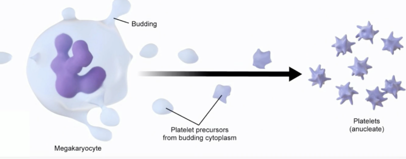 <p>Large, platelet precursor/parent cells that are bone marrow residents </p>
