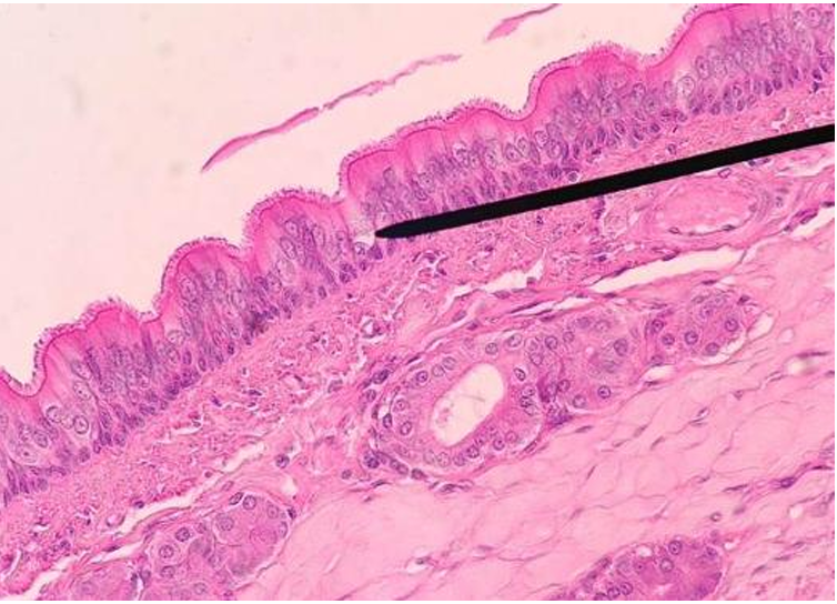 <p>what tissue is this?</p>