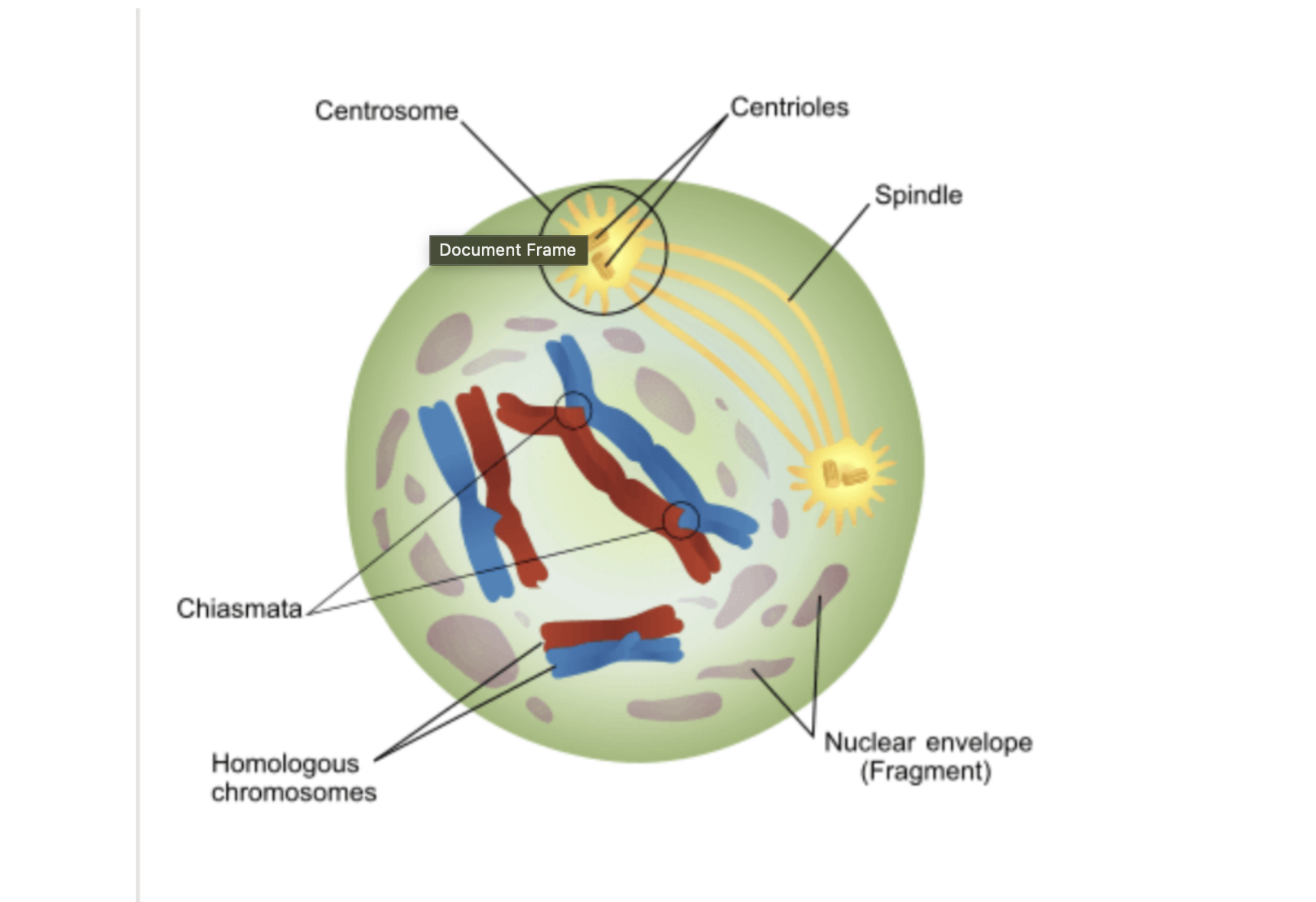 <p>what phase of meiosis is this</p>