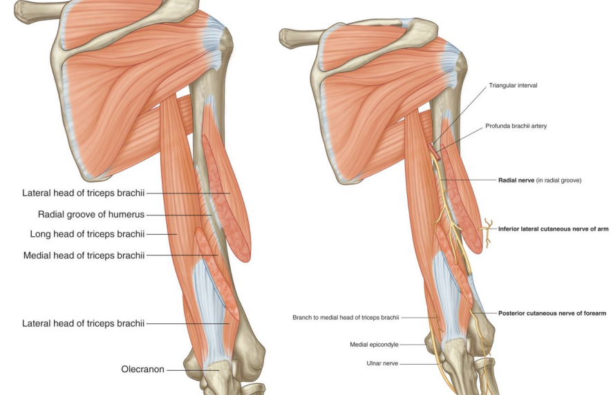 <p><strong>Posterior arm muscle-</strong> Triceps brachii </p>
