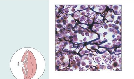 <p>What tissue is this MAIN FUNCTION, LOCATION  (2 photos)</p>