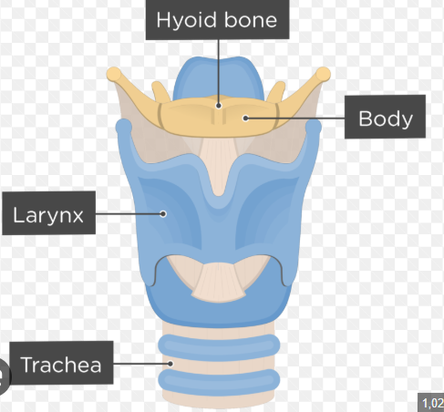 <p>Hyoid</p>