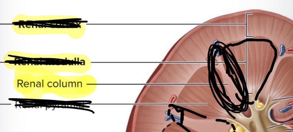 <p>The parts in between each renal pyramid</p>