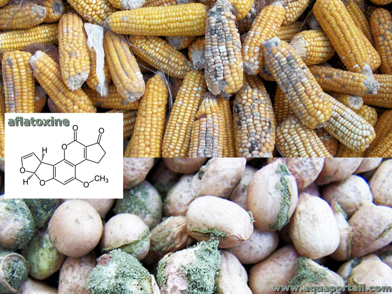 <p><span style="font-family: Aptos, sans-serif; line-height: 107%;">= </span>Aflatoxine B1 wordt geproduceerd door bepaalde schimmels (zoals op pinda’s of granen). In de lever vindt <strong>biotransformatie</strong> plaats: je lichaam probeert de stof af te breken, maar maakt hem per ongeluk juist gevaarlijker door hem om te zetten in <strong>aflatoxine B1-epoxide</strong>.</p><p>Dit epoxide is een "vrijpostig" molecuul dat zich dolgraag overal aan vastplakt, vooral aan je <strong>DNA</strong>. Door deze binding ontstaan er drie grote problemen:</p><ol><li><p><strong>Hepatotoxisch:</strong> Het beschadigt en doodt de levercellen direct (leververgiftiging).</p></li><li><p><strong>Mutageen:</strong> Het verandert de genetische code van je cellen (DNA-schade).</p></li><li><p><strong>Hepatocarcinogeen:</strong> Door die blijvende DNA-fouten ontstaan er uiteindelijk kwaadaardige levertumoren.</p></li></ol><p></p>